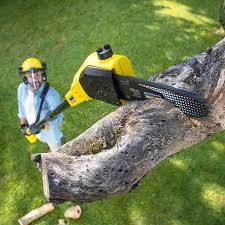 Best Storm Damage Tree Cleanup  in Little Silver, NJ