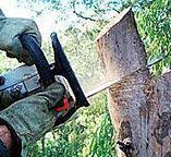 Best Fruit Tree Pruning  in Little Silver, NJ