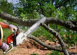 Little Silver, NJ Tree Care Pros