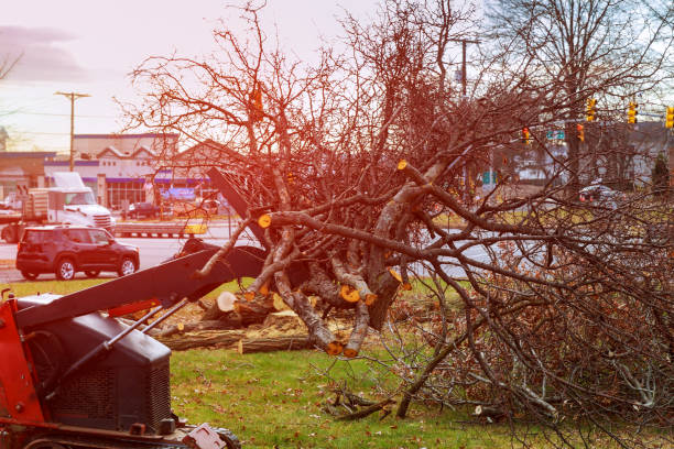 Best Tree Disease Treatment  in Little Silver, NJ