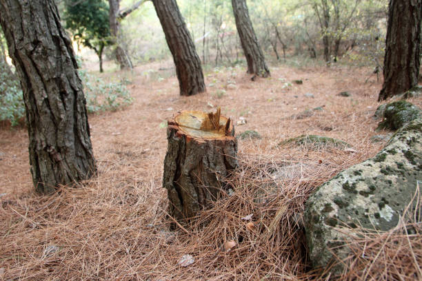 Reliable Little Silver, NJ Tree Care Solutions