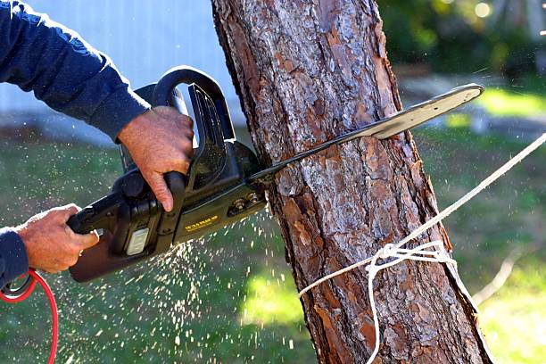 Best Commercial Tree Services  in Little Silver, NJ