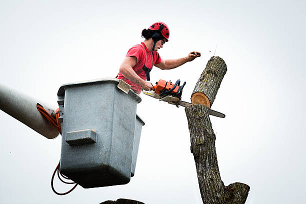 Best Arborist Consultation Services  in Little Silver, NJ