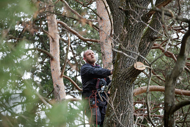 How Our Tree Care Process Works  in  Little Silver, NJ