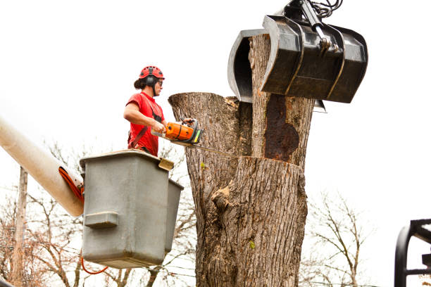 Best Palm Tree Trimming  in Little Silver, NJ